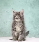 メインクーン【東京都・女の子・2025年8月10日・ブルーシルバータビー】の写真14