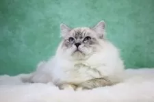 サイベリアン【東京都・男の子・2025年6月1日・リンクス&ホワイト】の写真5