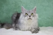 メインクーン【東京都・男の子・2025年6月1日・シルバータビー&ホワイト】の写真14