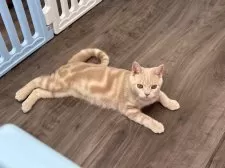 マンチカン(長足)【東京都・男の子・2025年4月8日・クリームタビー】の写真7