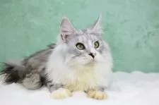 メインクーン【東京都・男の子・2025年6月1日・シルバータビー&ホワイト】の写真15