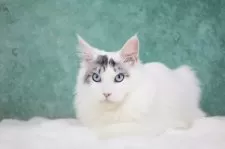 メインクーン【東京都・男の子・2025年4月15日・シルバータビー&ホワイト】の写真12