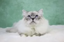 サイベリアン【東京都・男の子・2025年6月1日・リンクス&ホワイト】の写真2