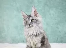 メインクーン【東京都・女の子・2025年7月26日・シルバータビー】の写真13