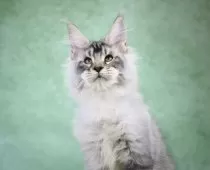 メインクーン【東京都・男の子・2025年8月14日・シルバータビー】の写真15