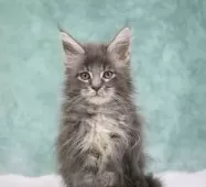 メインクーン【東京都・女の子・2025年8月10日・ブルーシルバータビー】の写真15