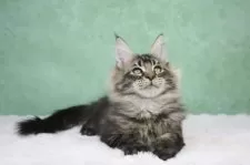 メインクーン【東京都・男の子・2025年8月14日・ブラウンタビー】の写真15