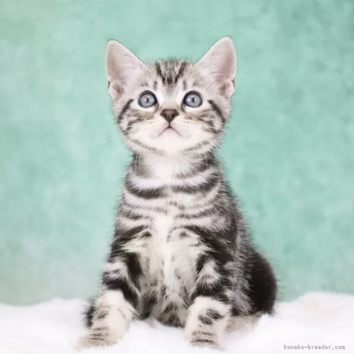 アメリカンショートヘア【東京都・男の子・2025年9月30日・シルバータビー】の写真1