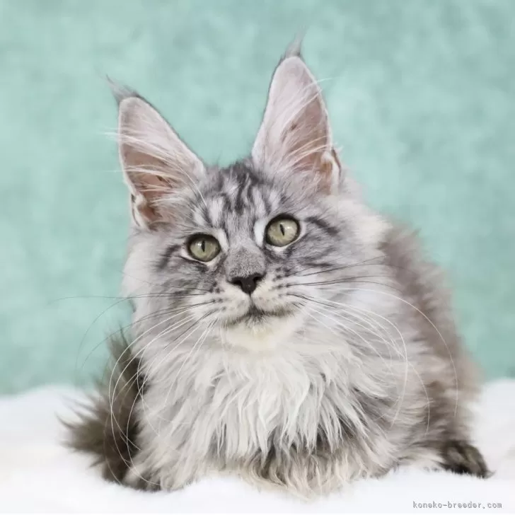 メインクーン【東京都・女の子・2025年7月26日・シルバータビー】の写真1