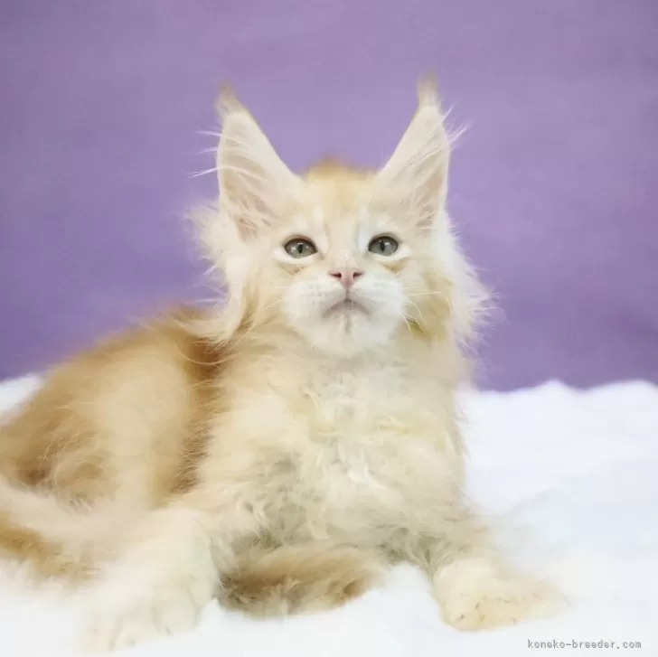 ID：2503-00782の子猫