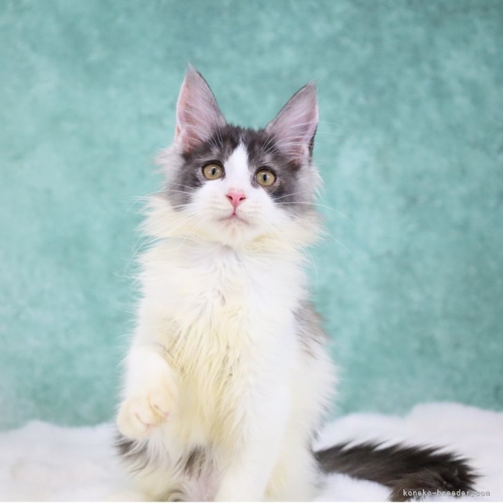 ブリーダー画像