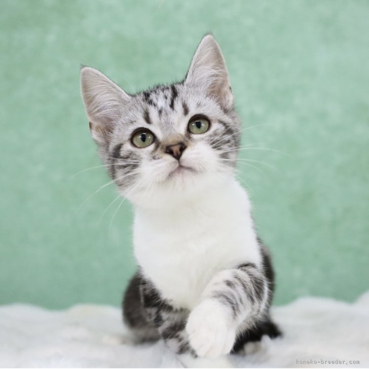 ブリーダー画像