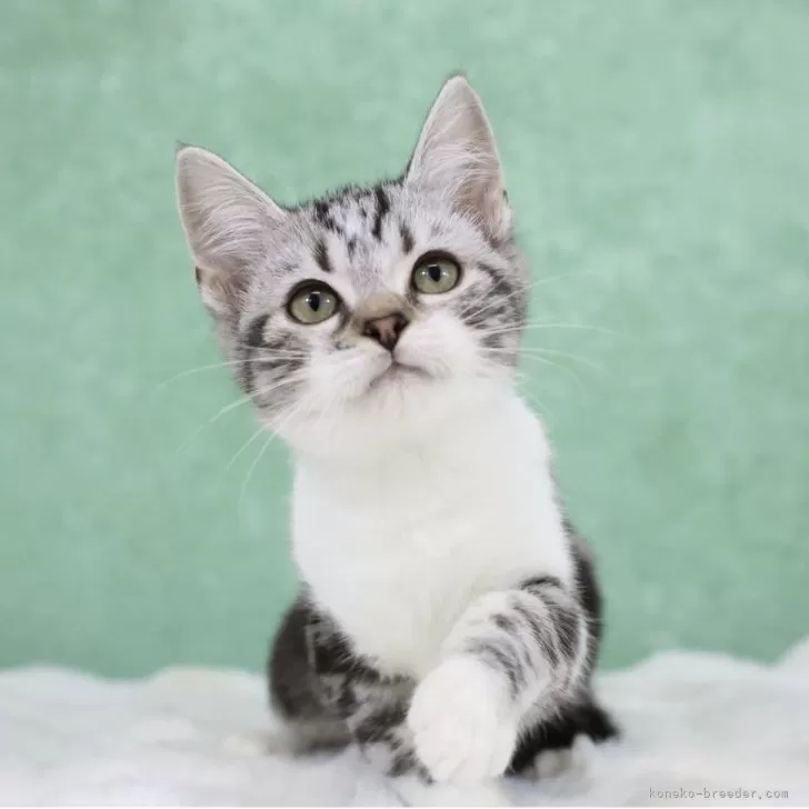 アメリカンショートヘア【東京都・女の子・2025年9月28日・シルバータビー&amp;ホワイト(白手袋)】の写真1