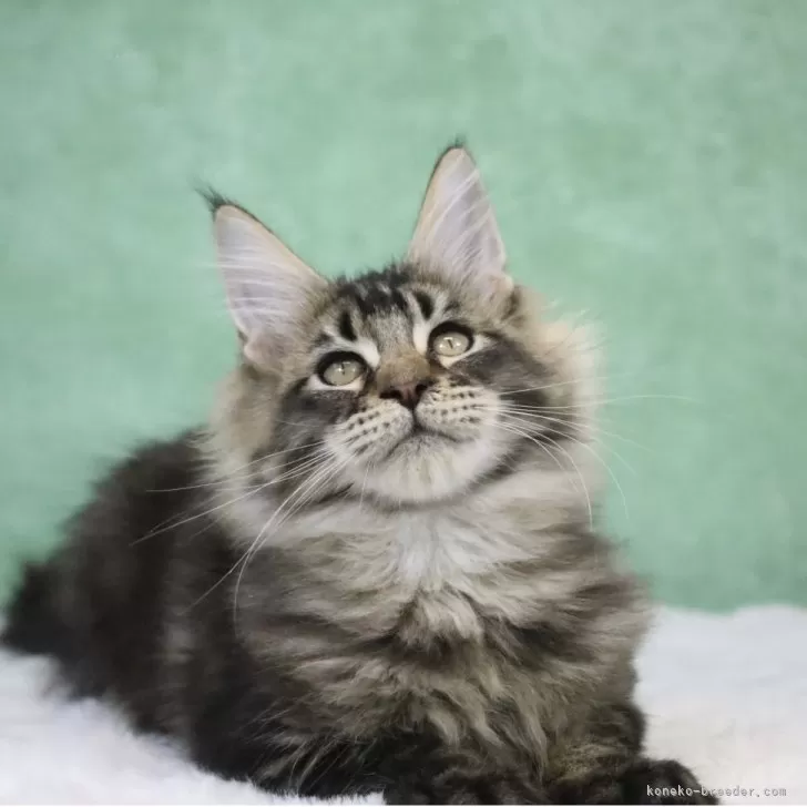 メインクーン【東京都・男の子・2025年8月14日・ブラウンタビー】の写真1