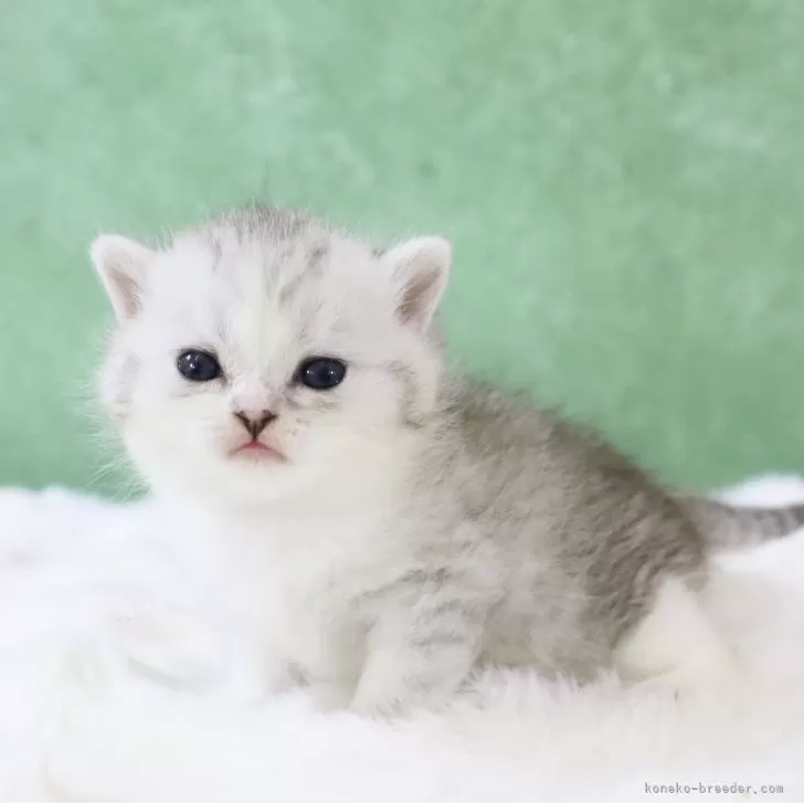 ID:2504-03482の子猫