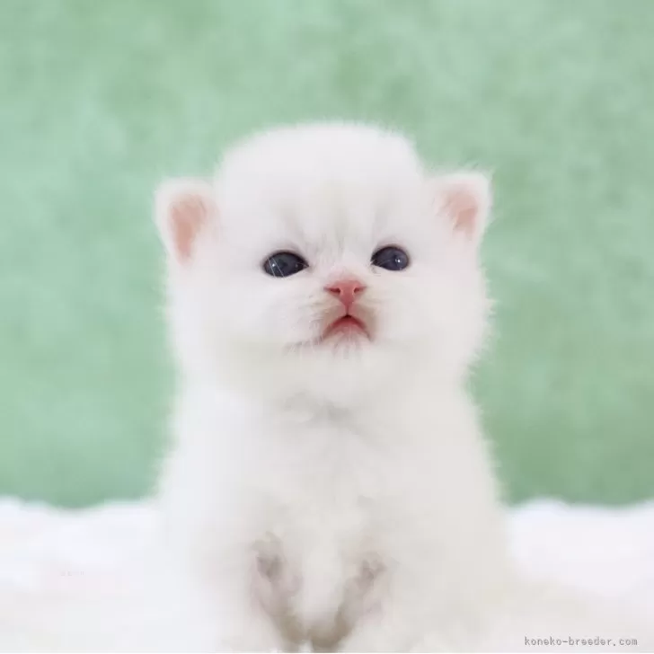 ID：2504-03486の子猫