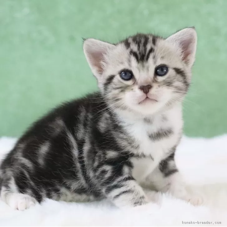 shiro_ 様のお迎えした子猫
