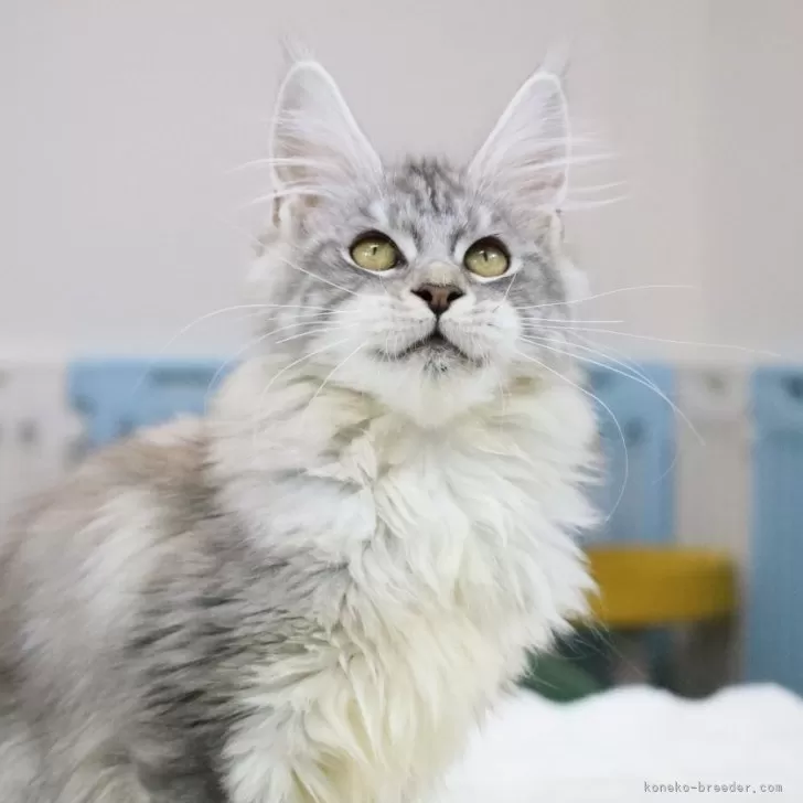 ID：2411-02994の子猫