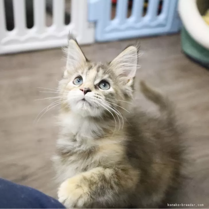 ID：2412-02246の子猫