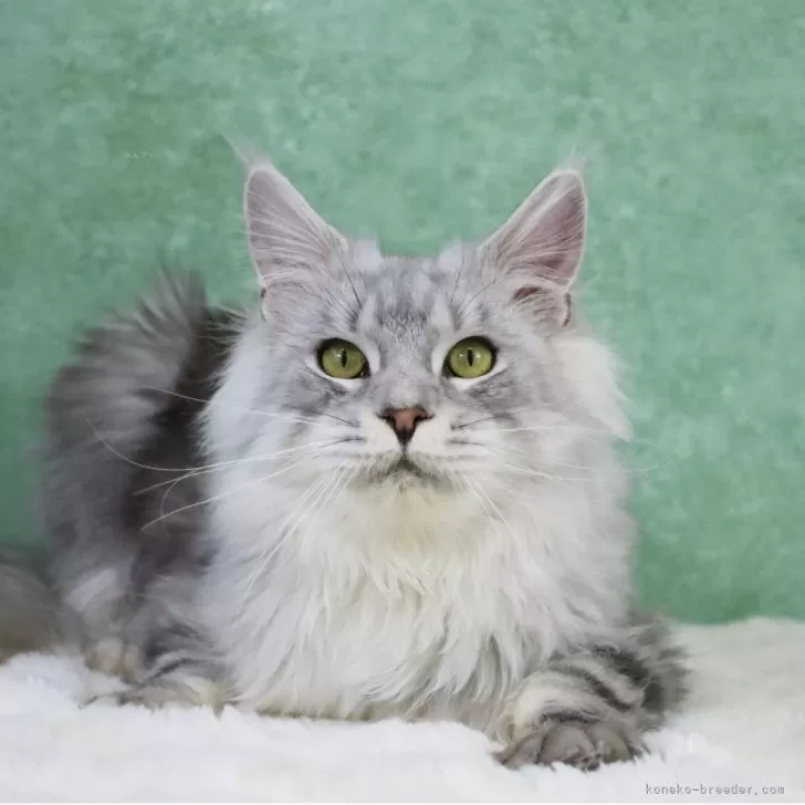 メインクーン【東京都・男の子・2025年6月1日・シルバータビー&amp;ホワイト】の写真1