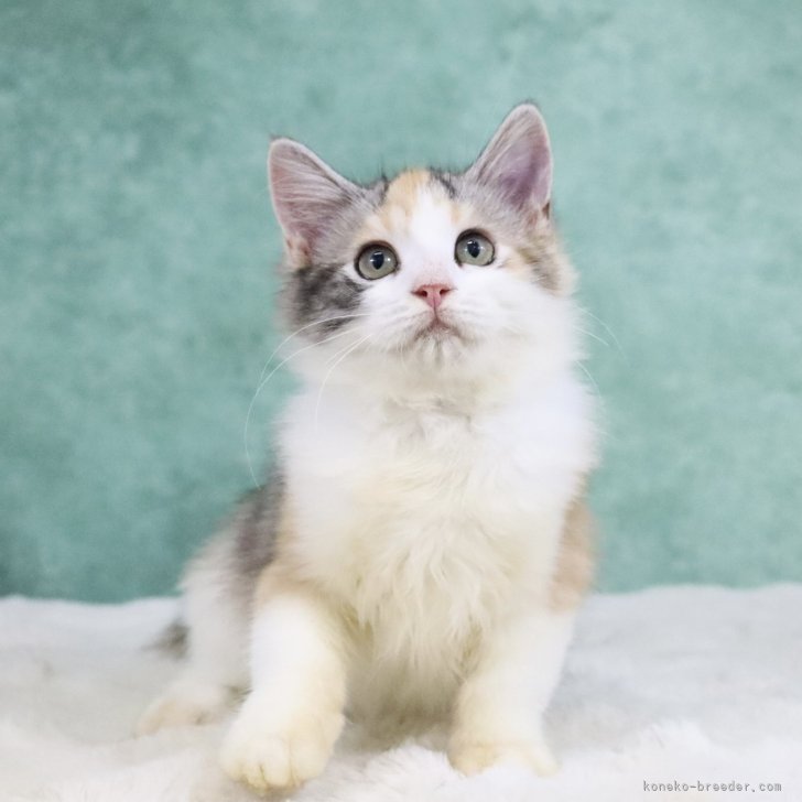 ブリーダー画像