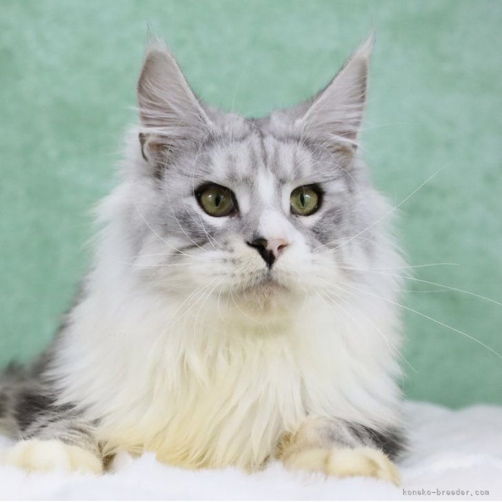 ブリーダー画像