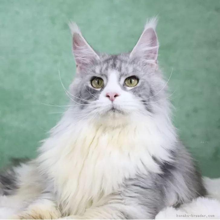 メインクーン【東京都・女の子・2025年6月1日・シルバータビー&amp;ホワイト】の写真1