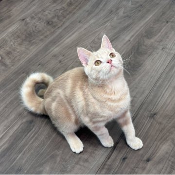 マンチカン(長足)【東京都・男の子・2025年4月8日・クリームタビー】の写真「お得🉐活発な子・遺伝子🧬クリア」