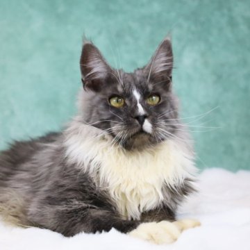 メインクーン【東京都・男の子・2025年6月1日・ブラックスモーク&ホワイト】の写真「両親外産🇷🇺ワイルド系・凛々しい男」