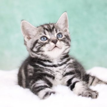 アメリカンショートヘア【東京都・男の子・2025年9月30日・シルバータビー】の写真「食欲もりもり・綺麗な子」