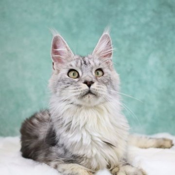 メインクーン【東京都・女の子・2025年6月1日・シルバータビー】の写真「両親外産🇷🇺ワイルド系・優しい女の子」