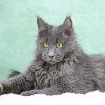 メインクーン【東京都・女の子・2025年6月1日・ブルー】の写真「両親外産🇷🇺ワイルド系・カッコイイ」