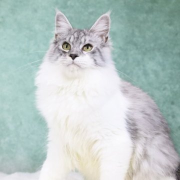 メインクーン【東京都・男の子・2025年4月15日・シルバータビー&ホワイト】の写真「父親外産🇷🇺毛量とサイズが素晴らしい子」