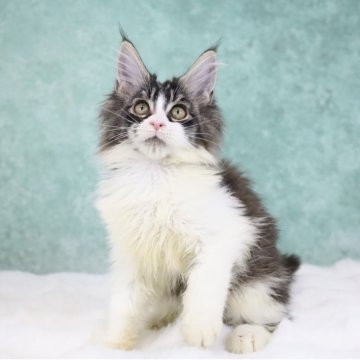 メインクーン【東京都・女の子・2025年9月5日・ブラウンタビー&ホワイト】の写真「父親外産🇷🇺・綺麗なハチワレ・凛々しい女」