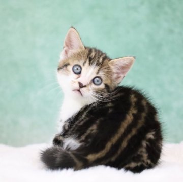 アメリカンショートヘア【東京都・女の子・2025年9月30日・ブラウンタビー&ホワイト】の写真「食欲もりもり・背中模様は魅力😍」