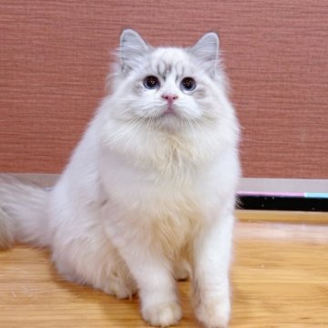 サイベリアン【東京都・女の子・2025年6月1日・リンクス&ホワイト】の写真「可愛い美人様・綺麗なブルー目🩵」