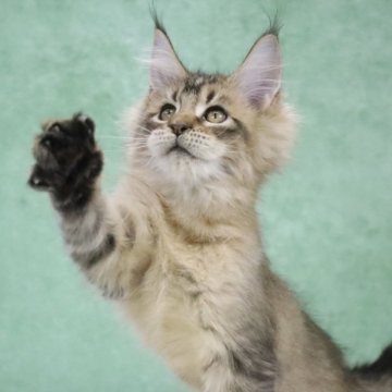 メインクーン【東京都・男の子・2025年8月14日・ブラウンタビー】の写真「両親外産🇷🇺ワイルド系・珍しいゴールデン系」