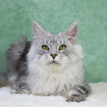 メインクーン【東京都・男の子・2025年6月1日・シルバータビー&ホワイト】の写真「両親外産🇷🇺明るい毛色🦁去勢済み」