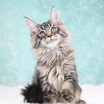 メインクーン【東京都・女の子・2025年9月5日・ブラウンタビー】の写真「父親外産🇷🇺・ワイルド系・立派な女王👑」