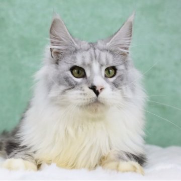 メインクーン【東京都・男の子・2025年6月1日・シルバータビー&ホワイト】の写真「両親外産🇷🇺ワイルド系・凛々しい・銀獅子🦁」