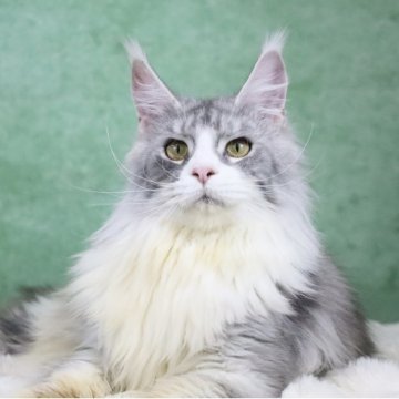 メインクーン【東京都・女の子・2025年6月1日・シルバータビー&ホワイト】の写真「両親外産🇷🇺ワイルド系・凛々しい美人様」