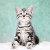 アメリカンショートヘア