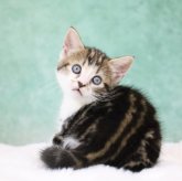 アメリカンショートヘア