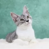 メインクーン