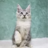 メインクーン