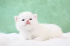 ブリティッシュショートヘア【東京都・男の子・2025年4月6日・クリーム・ポイント】の写真2