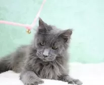 メインクーン【東京都・女の子・2025年6月1日・ブルー】の写真2