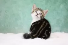 アメリカンショートヘア【東京都・女の子・2025年9月30日・ブラウンタビー&ホワイト】の写真2