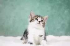 アメリカンショートヘア【東京都・女の子・2025年9月30日・ブラウンタビー&ホワイト】の写真3