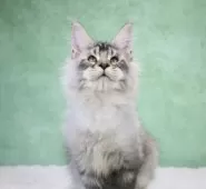 メインクーン【東京都・男の子・2025年8月14日・シルバータビー】の写真3